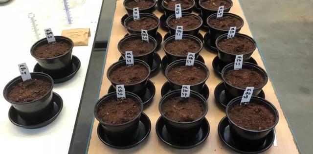 荷兰大学研究在太空中种植豆子