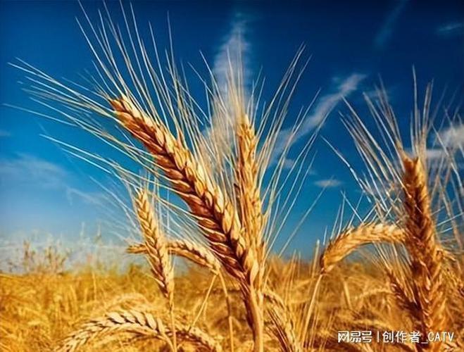 大麦|小麦|谷物|农作物|粮食产量